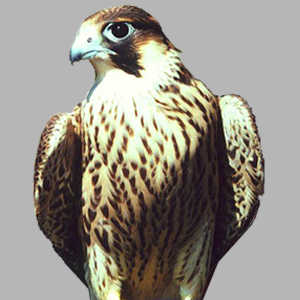 Large Falcon Image